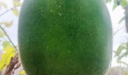 不种瓜得吃瓜,不种瓜也能吃瓜的智慧