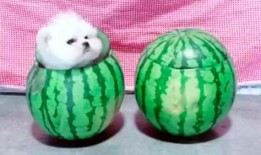 博美吃蜜瓜,萌宠美食新体验