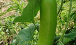 瓠子瓜多久炒熟吃最佳,瓠子瓜炒食最佳熟度揭秘