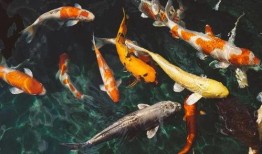 小锦鲤吃瓜系统