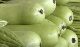 牛吃不吃葫芦瓜,揭秘葫芦瓜在牛饲料中的地位