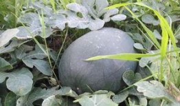 亳州归野吃瓜,探寻古都瓜果飘香之旅