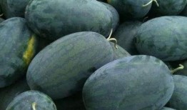 宝文理吃瓜,揭秘娱乐圈背后的那些事儿