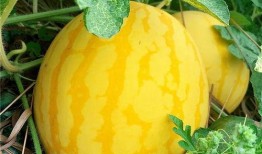 各年代人吃瓜,不同年代人的“吃瓜”记忆