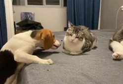 吃瓜群众抢眼视频,揭秘网络热点的幕后故事