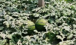 寿光市东城吃瓜,瓜果飘香，品味田园生活新篇章