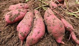 梦见自己吃土瓜,土瓜滋味，揭秘潜意识中的渴望与困惑