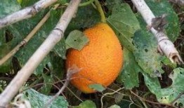 木鳖瓜的怎样吃,探索健康美味的烹饪新境界