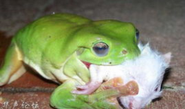 青蛙吃瓜图片,夏日田园趣味瞬间