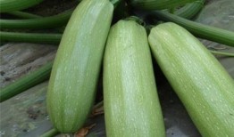 山西西芦瓜怎么吃,山西西芦瓜的多样食法探索