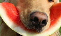 娱乐吃瓜酱小黄狗,揭秘娱乐圈那些不为人知的幕后故事