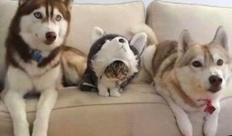 哈士奇教猫咪吃瓜