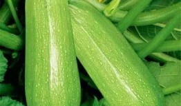 山西西芦瓜怎么吃,山西西芦瓜的多样食法探索