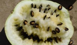 吃炒籽瓜的危害,健康饮食需谨慎