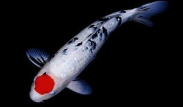 小锦鲤吃瓜系统