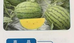 成语吃瓜摘桃,品味“吃瓜摘桃”的智慧人生