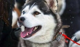 哈士奇教猫咪吃瓜