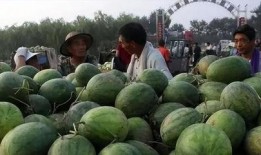 瓜地吃瓜直播,揭秘网红直播背后的趣味与商机