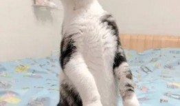 猫咪吃瓜特效,萌态尽显，解锁夏日清凉新姿势！