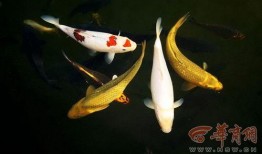 小锦鲤吃瓜系统