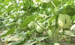 瓜州必吃榜,探寻丝绸之路上的美食秘境