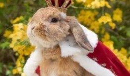 吃瓜视频大全肌肉兔,吃瓜视频大全中的健身达人