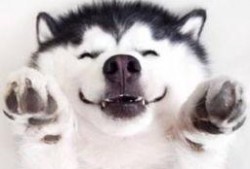 吃瓜群众直播台词大全,笑料百出，趣味横生