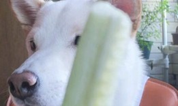 吃瓜博主青蛙,揭秘娱乐圈那些不为人知的幕后故事