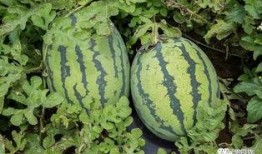 吃瓜群众翠果,揭秘娱乐圈那些事儿