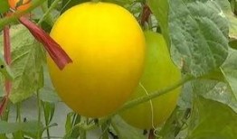 吃瓜群众翠果,揭秘娱乐圈那些事儿