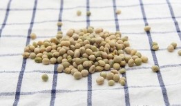 吃白瓜会尿酸高,揭秘日常饮食对尿酸的影响”