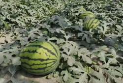 吃瓜前准备吃的,开启味蕾盛宴之旅