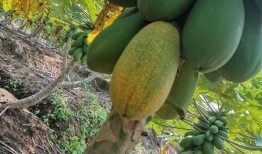 西双版纳边境吃瓜,瓜果飘香，尽享热带风情美食之旅