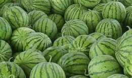 外国朋友吃瓜,揭秘中外文化差异中的趣味瞬间