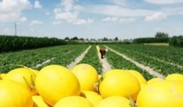 天天吃蜜瓜好吗,健康生活新选择