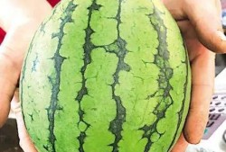 平度吃瓜群众事件