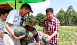 佛山吃瓜的群众,吃瓜群众的热议焦点