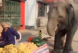 大象吃瓜免费吃瓜