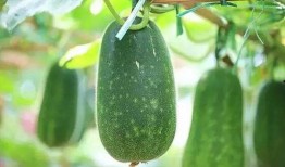 时语吃瓜,揭秘娱乐圈幕后故事