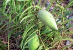 吃瓜无果,揭秘娱乐圈背后的真相与谜团