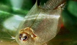 瓜哥吃瓜奇怪的鱼视频