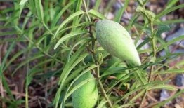 吃瓢瓜适宜哪些病症,天然良药，缓解多种病症的神奇功效