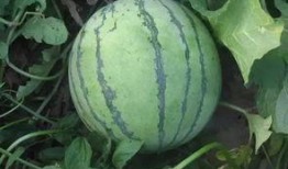 吃瓢瓜适宜哪些病症,天然良药，缓解多种病症的神奇功效