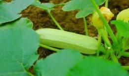 亲近自然吃瓜视频,畅享夏日吃瓜时光