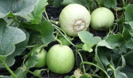 佛山营销吃瓜,吃瓜群众见证品牌崛起之路