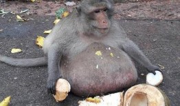 舞蹈猴子吃瓜视频,舞蹈猴子吃瓜视频萌翻网友