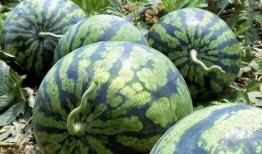 临沧边境大妈吃瓜,临沧边境大妈的夏日吃瓜生活