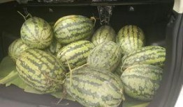 搬板凳坐着吃瓜