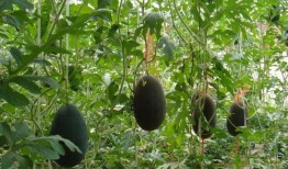 台头吃瓜,揭秘娱乐圈背后的那些事儿