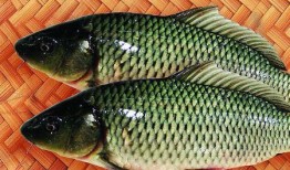 鲤鱼吃瓜的方法,揭秘水中“吃瓜”高手